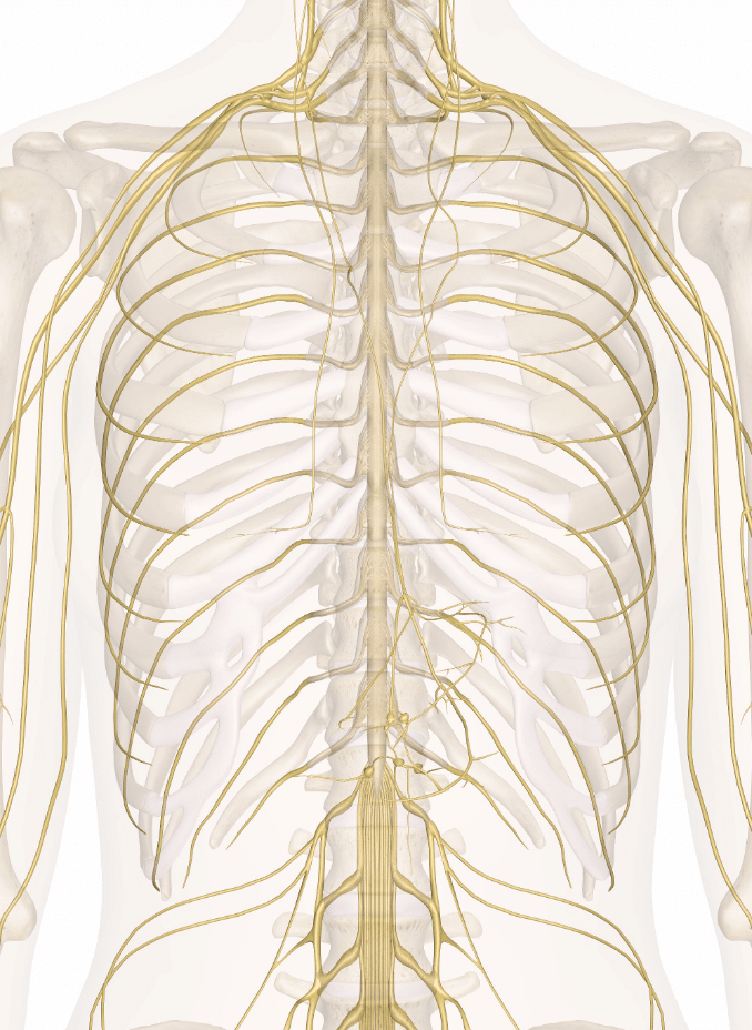 picture-of-back-muscles-and-nerves-nerves-of-the-chest-and-upper-back