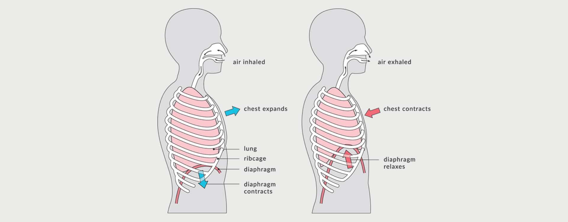 Is there a fix for rib flare? YES, regaining movement. Due to our