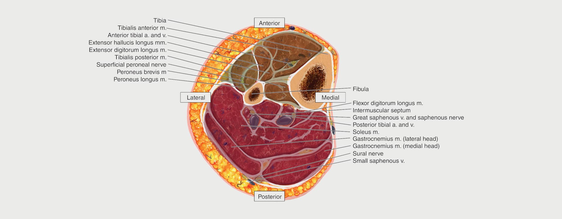 Compartment Syndrome Causes & Treatment – My FootDr