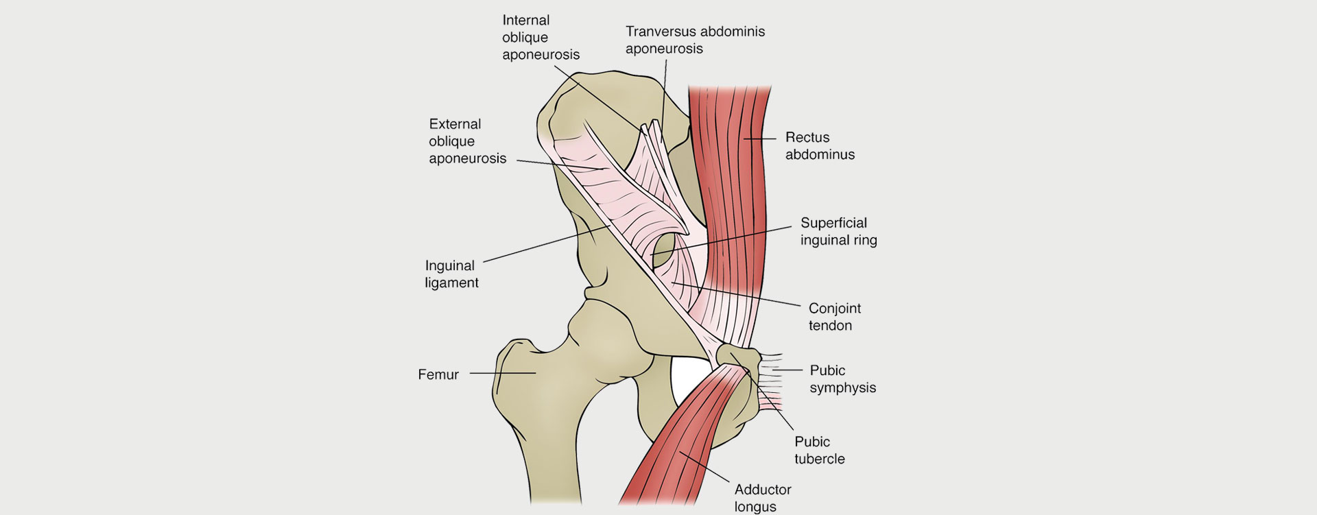 Groin Strain and Injury