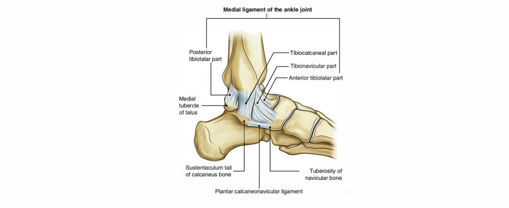 MEDIAL ANKLE SPRAIN - old - MOTUS Physical Therapy