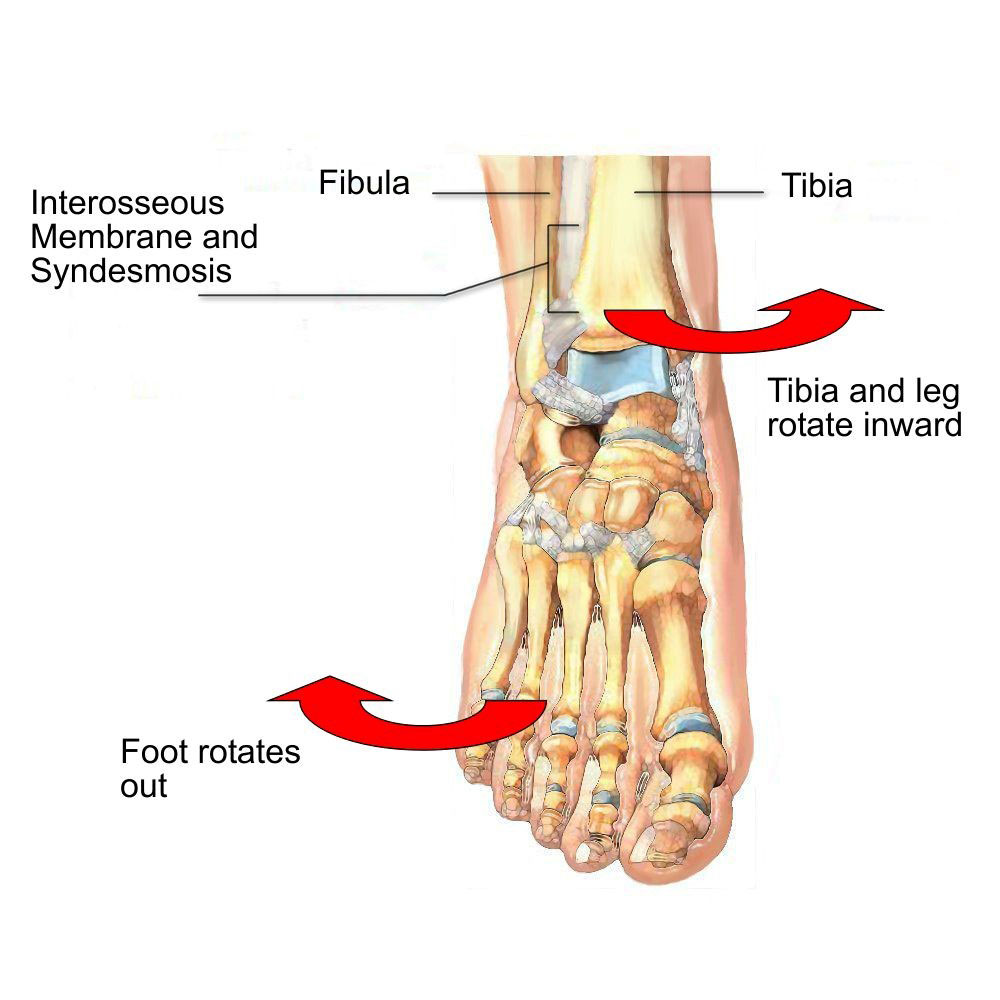 High Ankle Sprain - Motus Physical Therapy