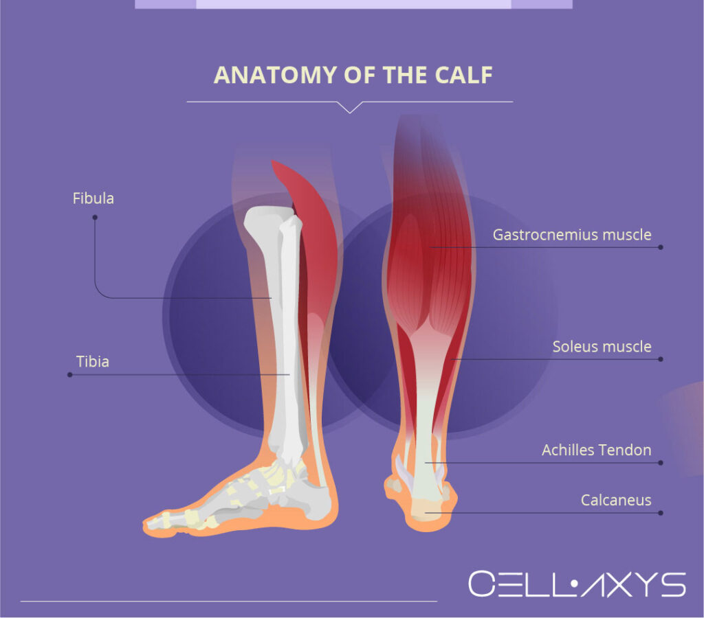 What are the 3 Calf Muscles?