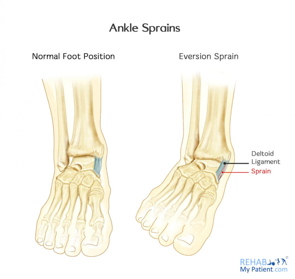 medial ankle ligaments