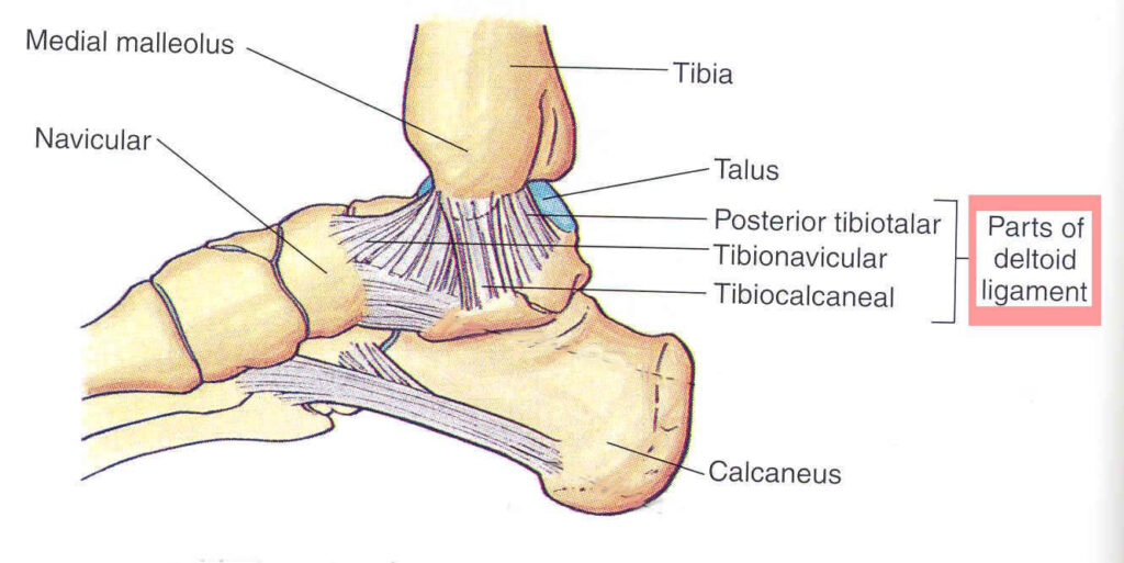 Gross dissection of the deep layer of the deltoid ligament of a left