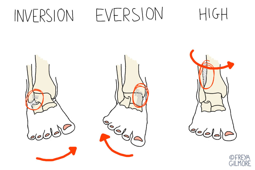 medial ankle ligaments