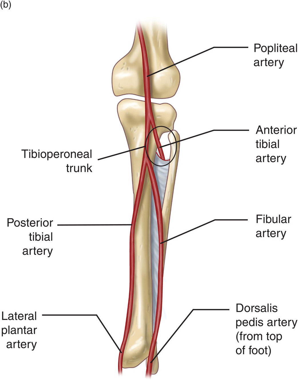 Popliteal Artery Entrapment Syndrome Paes Motus Physical Therapy