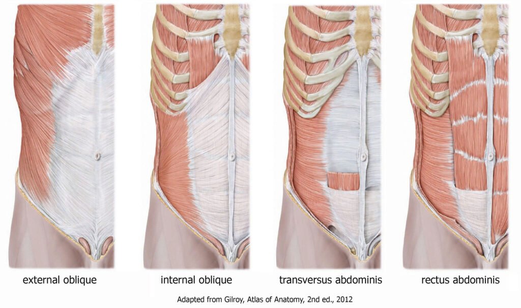 Flared ribs may seem disturbing due to the protruded appearance of