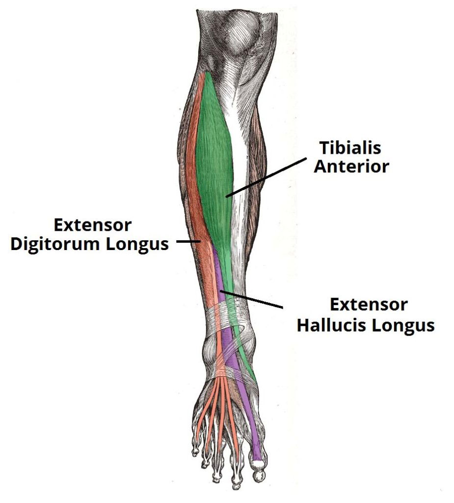 What are Shin Splints?