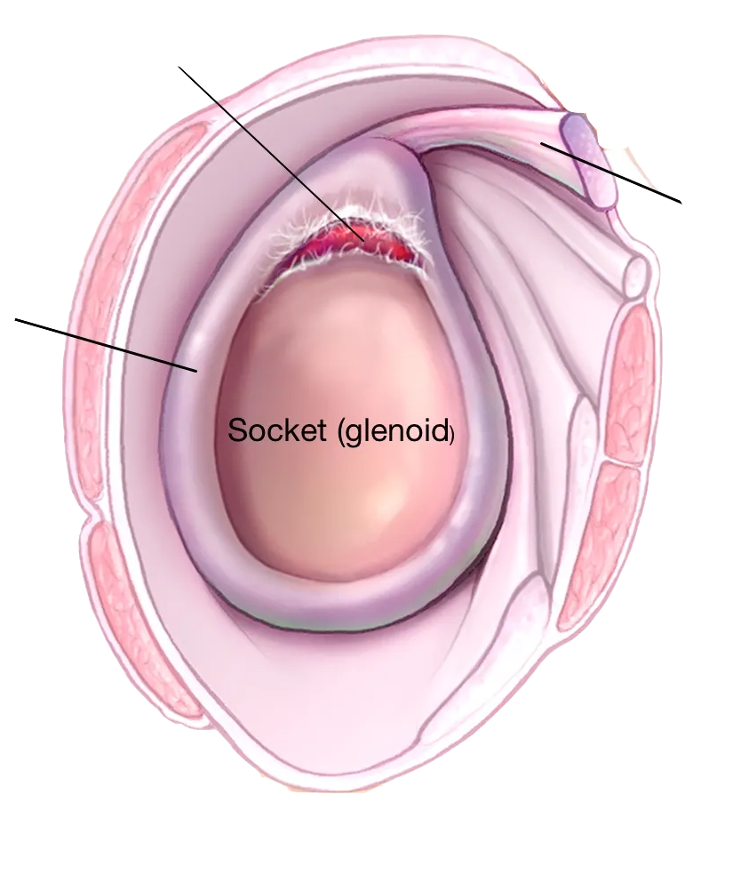 Labrum shoulder deals