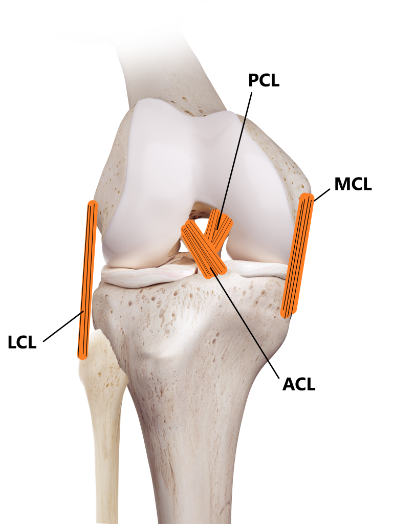 The Complete Guide to an MCL Tear - Kinetic Labs  Toronto Physiotherapy,  Chiropractic and Massage Therapy Clinic