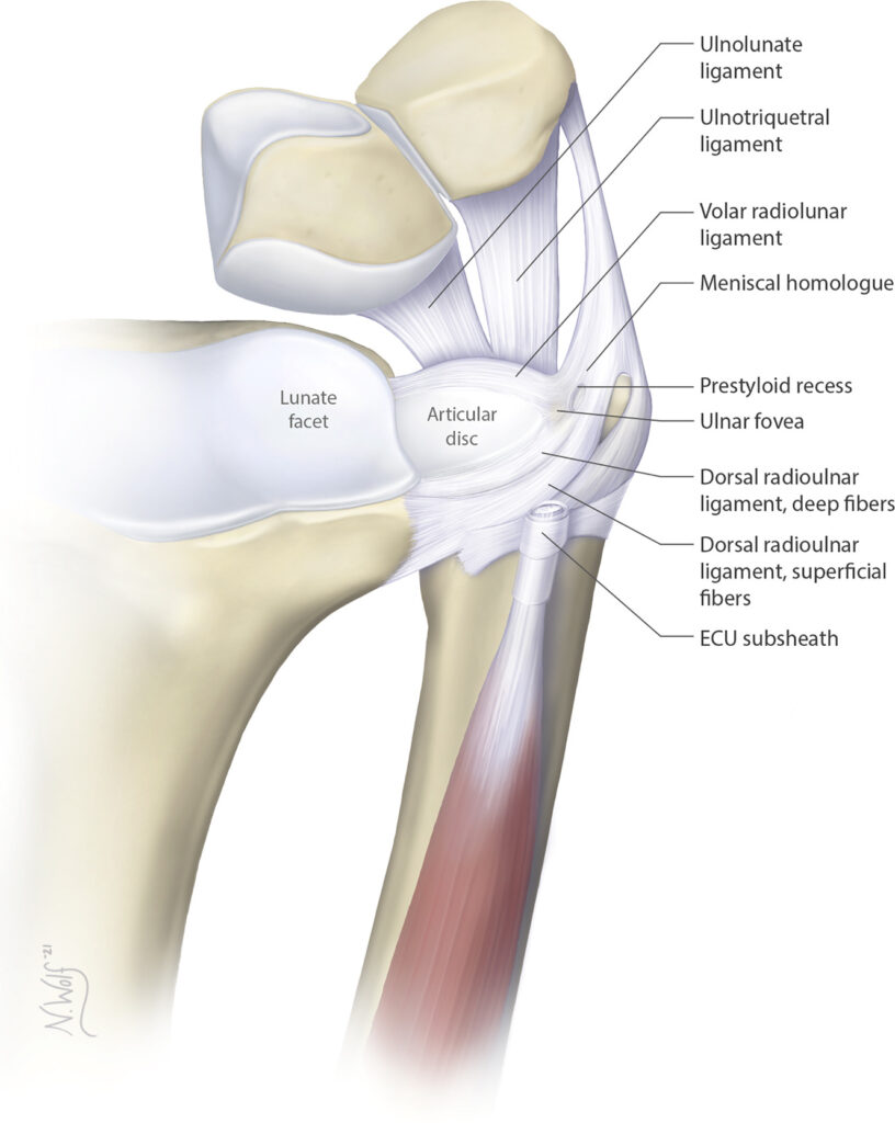 Triangular Fibrocartilage Complex Injury Tfcc Motus Physical Therapy