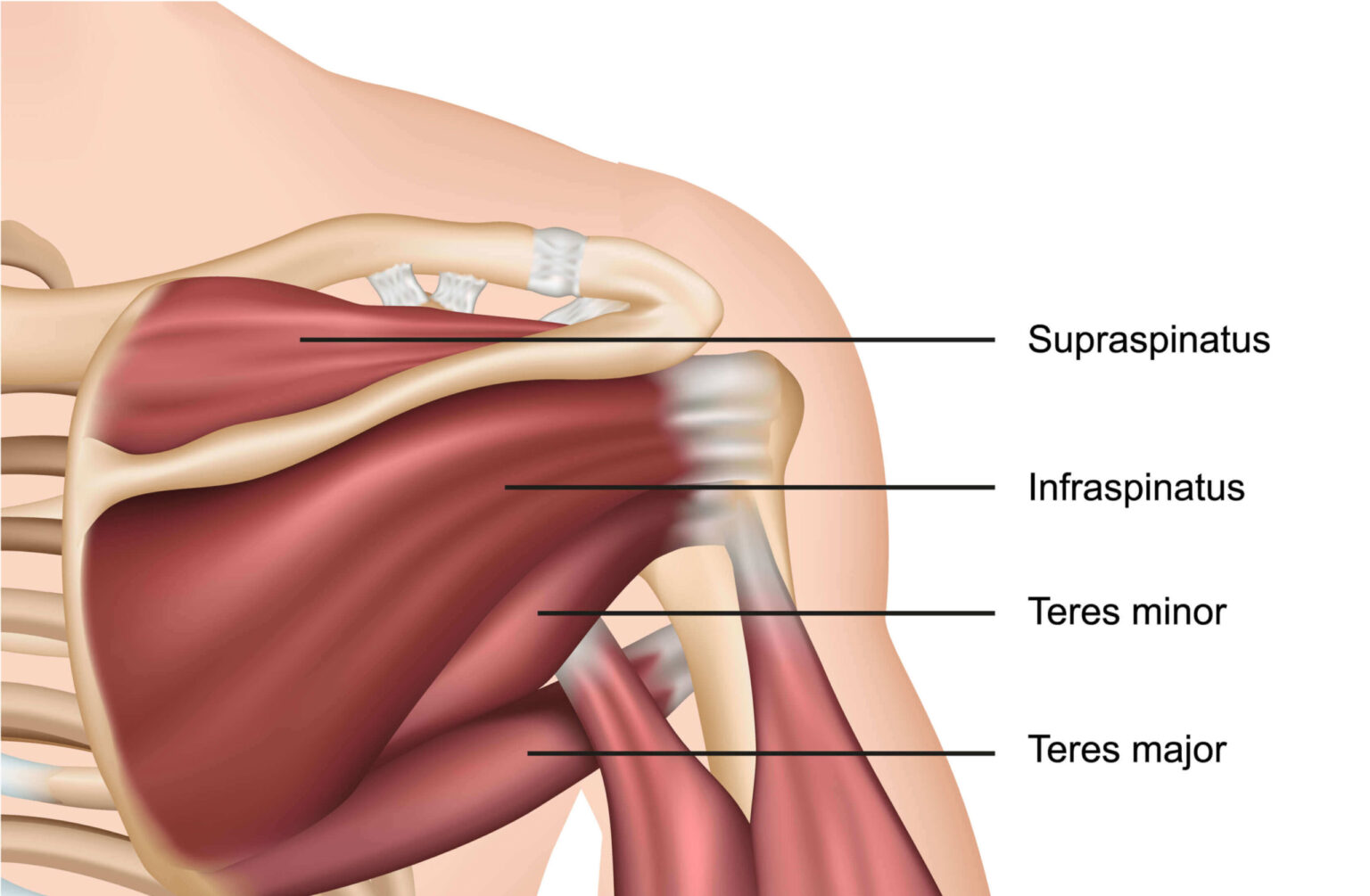 Rotator Cuff Tendonitis - Motus Physical Therapy